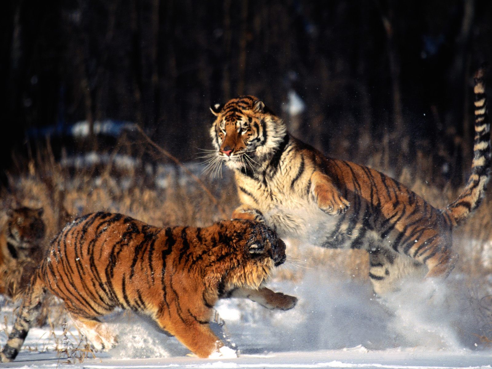 Tiger-Fight-Wallpapers-For-Desktop.jpg