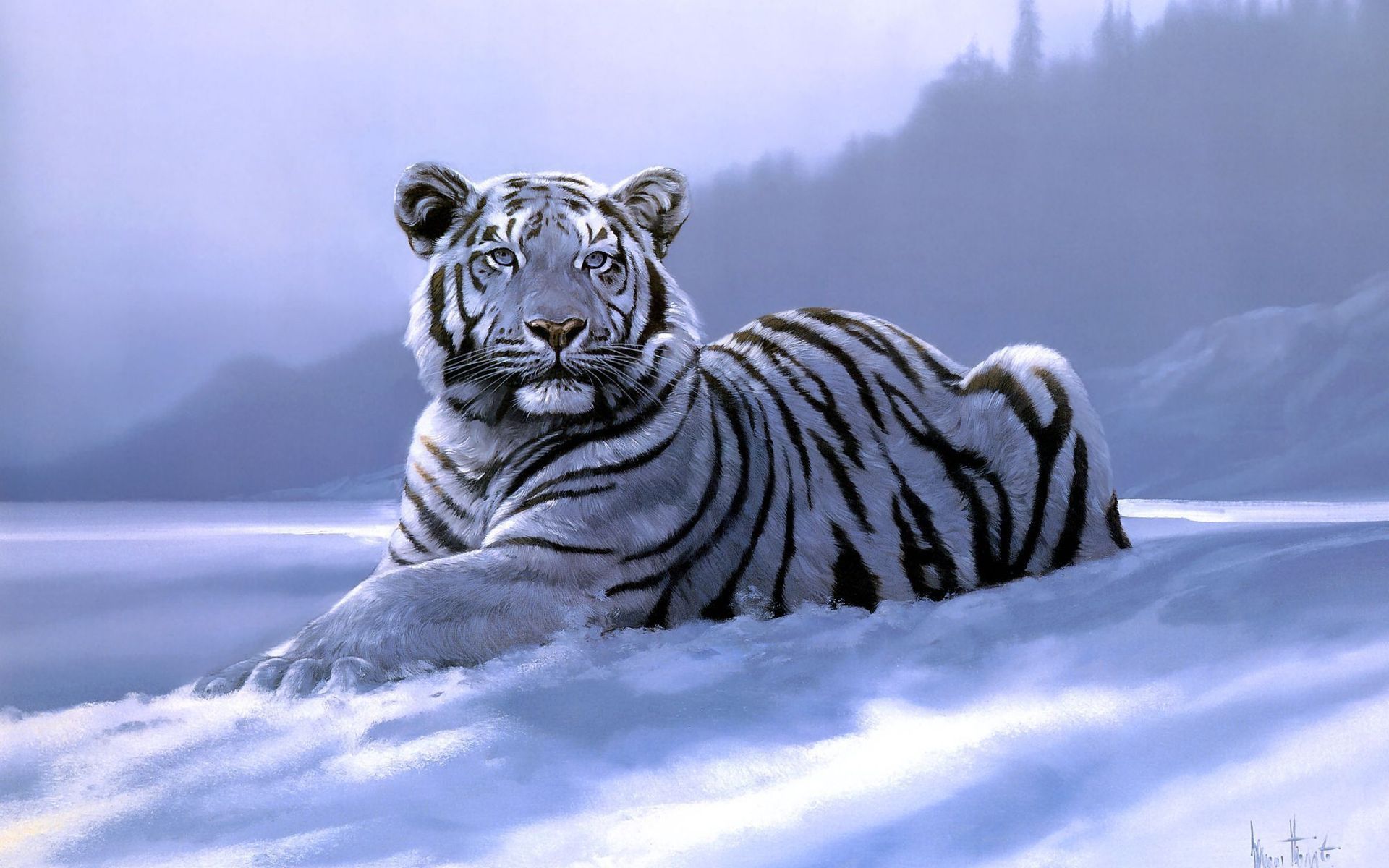 White Tiger HD Wallpapers - Wallpaper Cave
