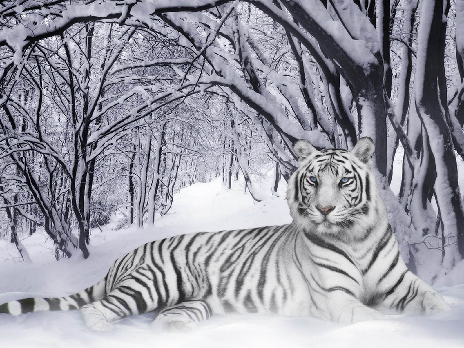 wallpapers: Tiger Wallpapers
