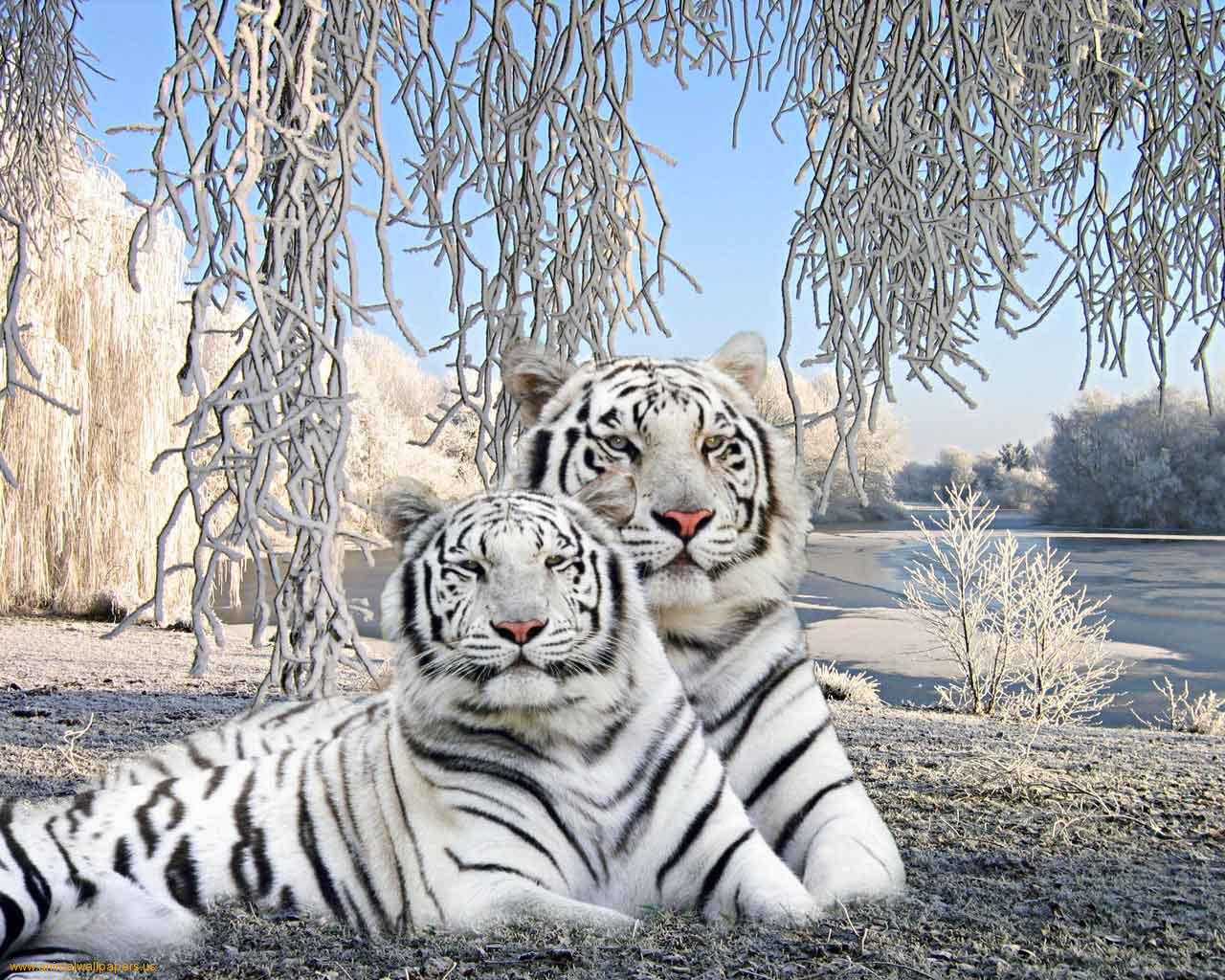 White Tiger Desktop Wallpapers - Wallpaper Cave