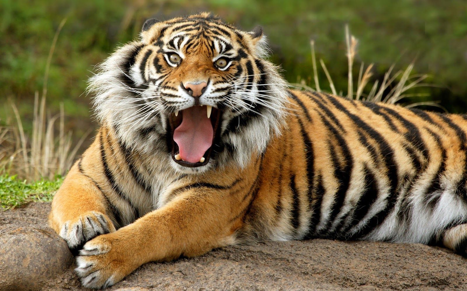 Wildlife of the world tiger desktop wallpapers hd 1386282547 org