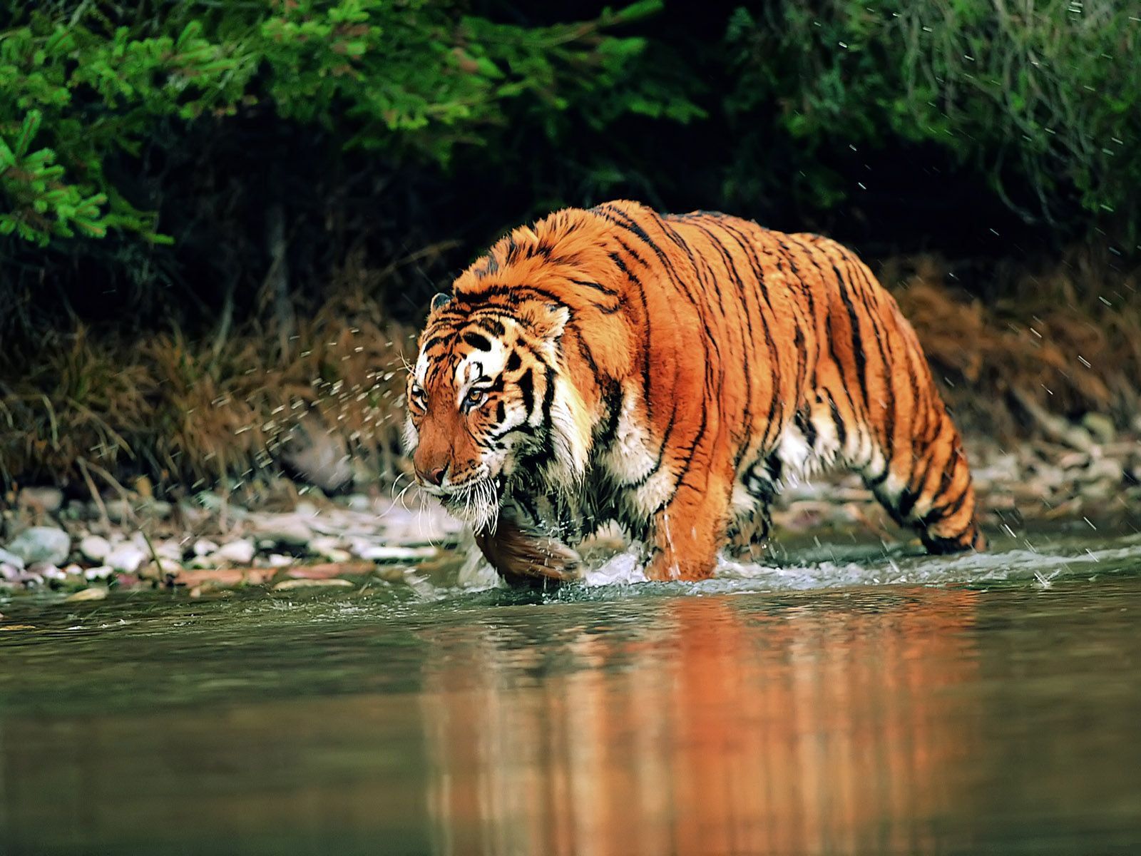 Tiger Wallpaper In Hd - HD Wallpapers Lovely