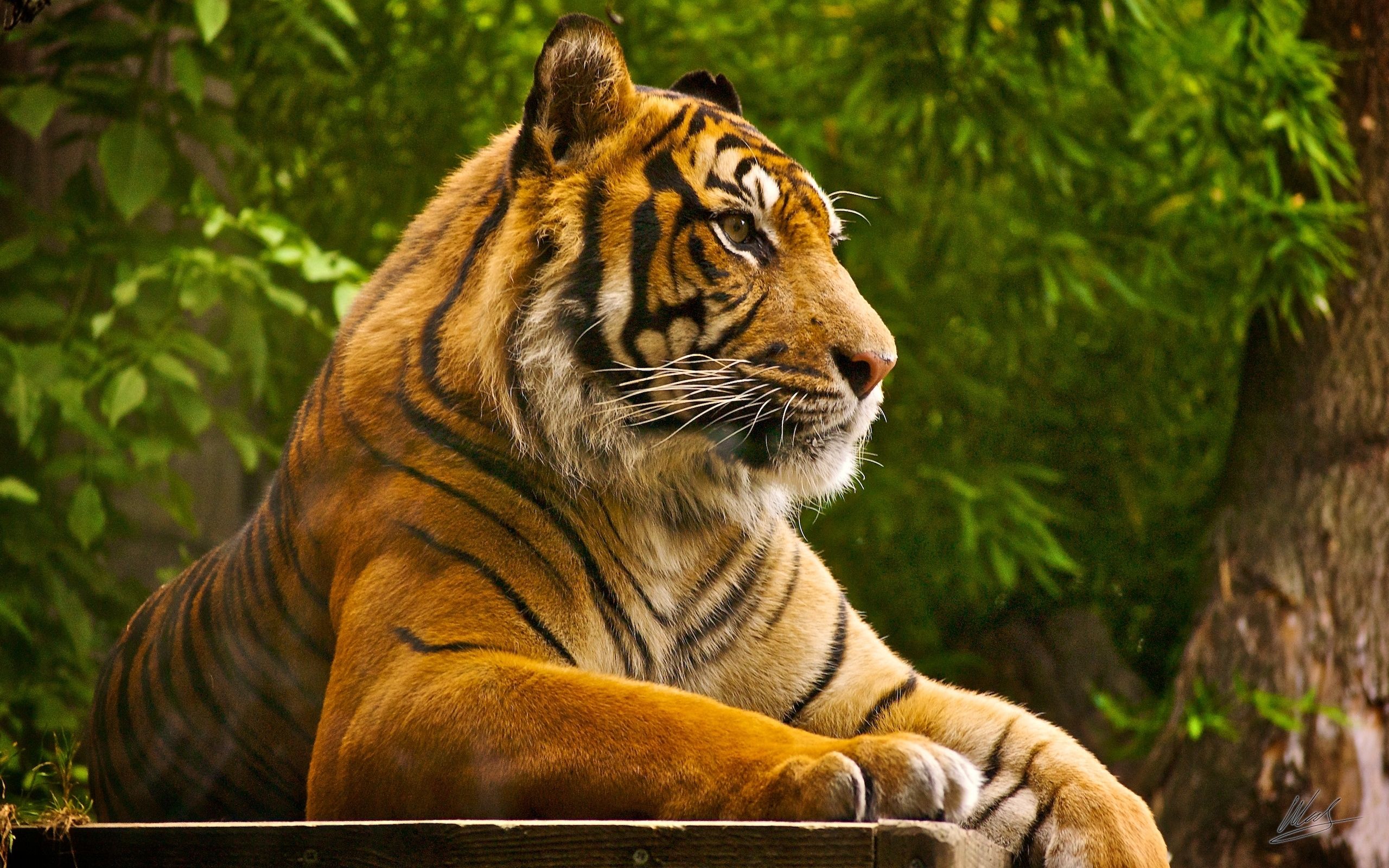 Download Animals Lions Tigers Wild Cats Beautiful Tiger Wallpaper