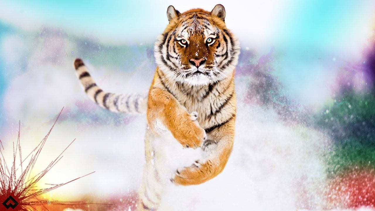 Big Running Tiger HD Wallpapers for Desktop