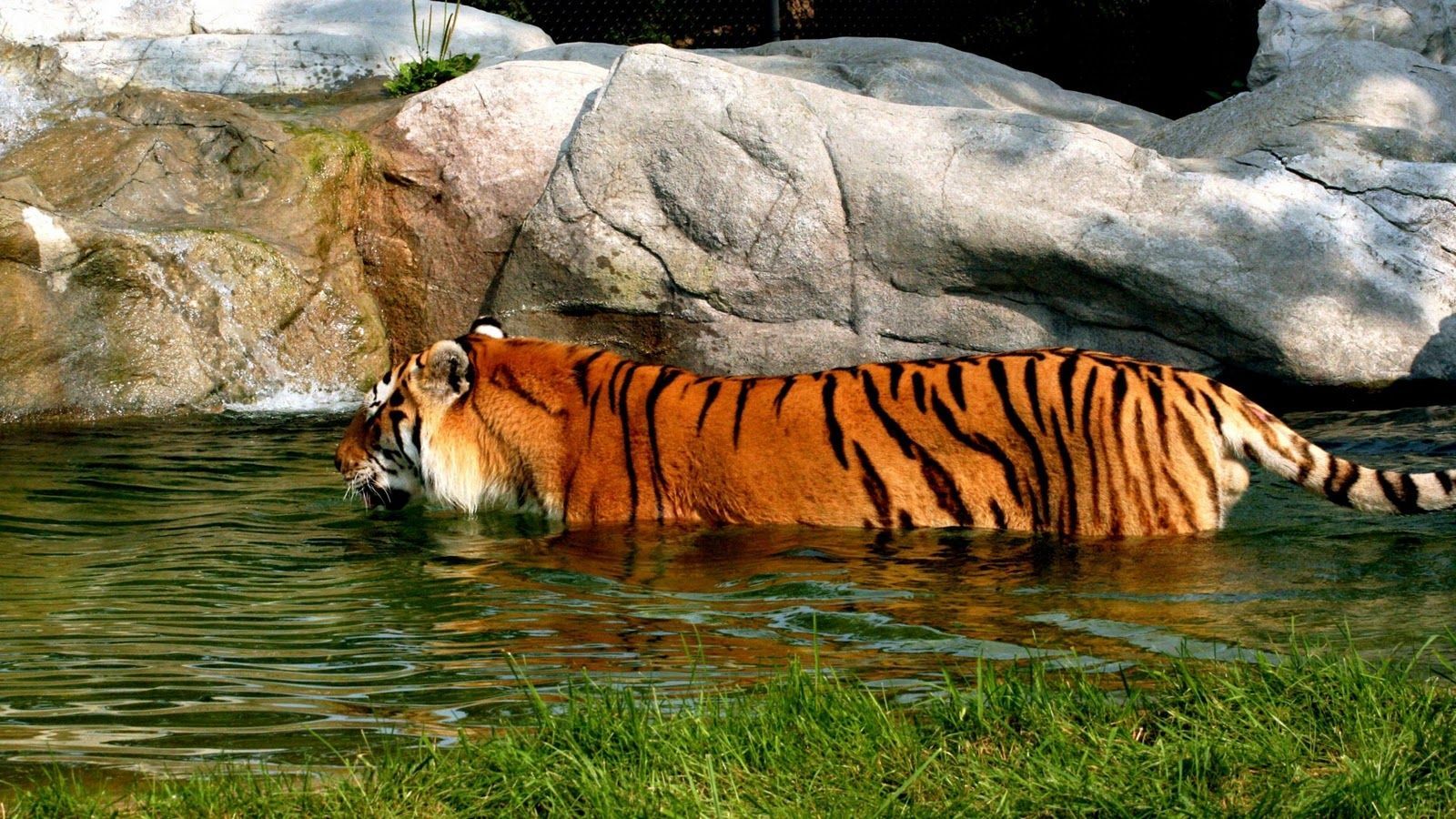 Tiger Hd Wallpaper - HD Wallpapers Lovely