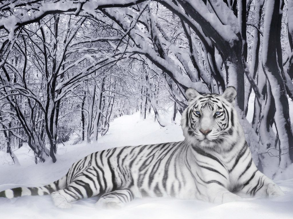 White Tiger Wallpapers For Desktop 14 photos of White Tiger ...