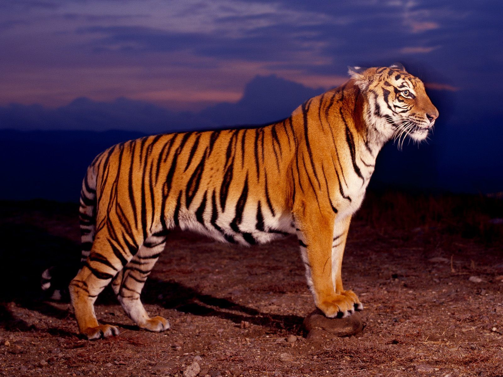 3D Tiger Desktop Wallpaper, 3D Tiger Images | Cool Wallpapers