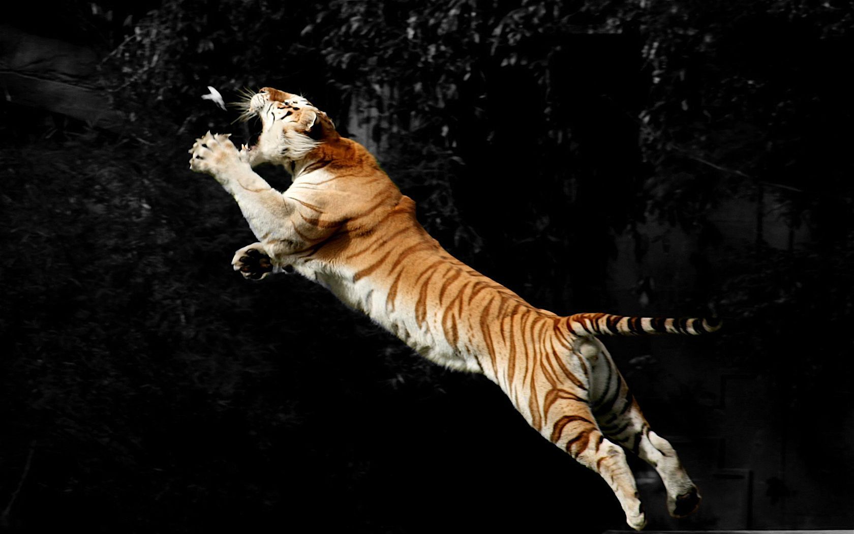 tiger-5.jpg