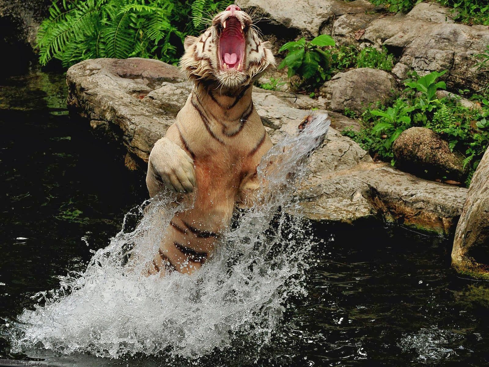 Desktop HD Wallpapers: top 18 fabulous and dashing tiger ...