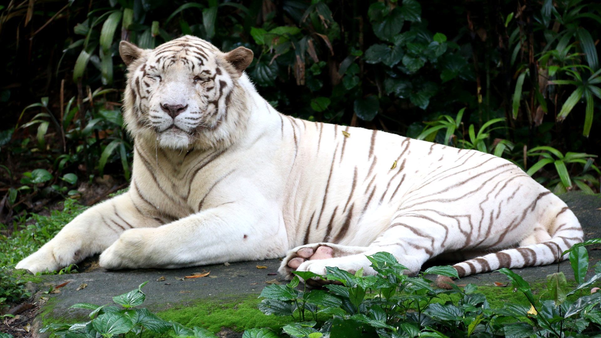 Beautiful white tiger wallpapers – Free full hd wallpapers for ...