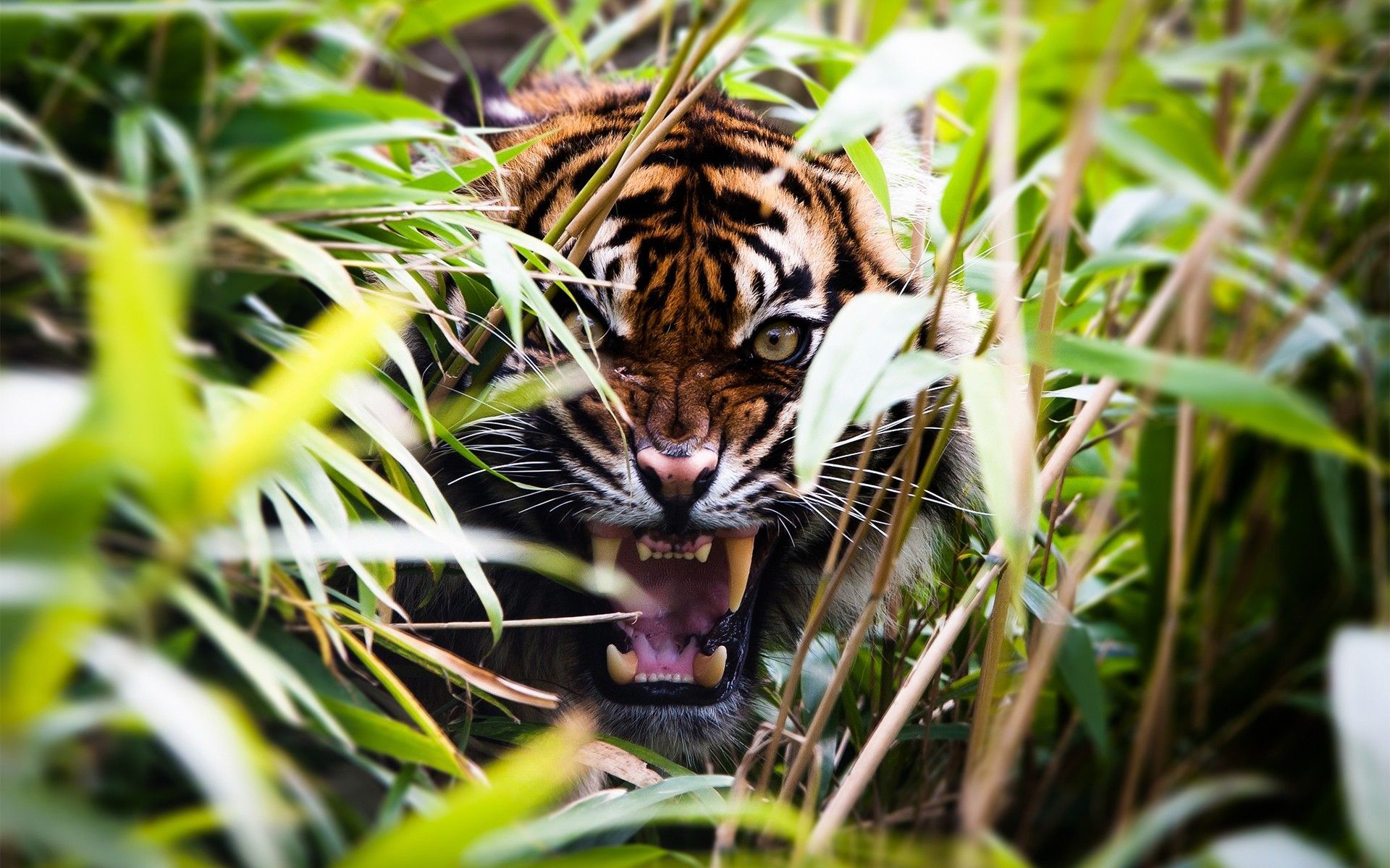angry-tiger-images.jpg