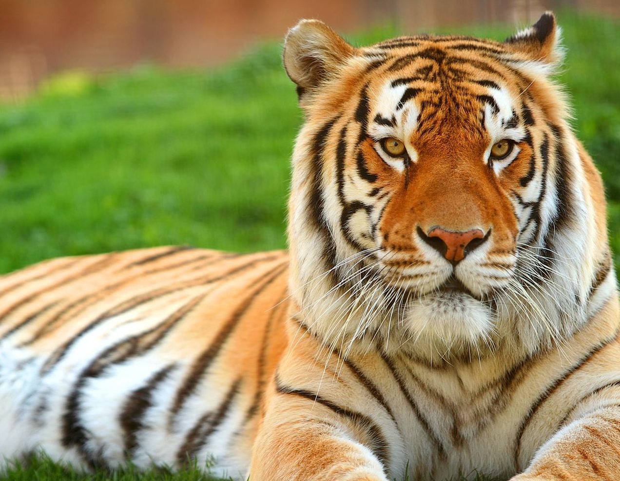 Tiger HD Wallpapers  Wallpaper Cave