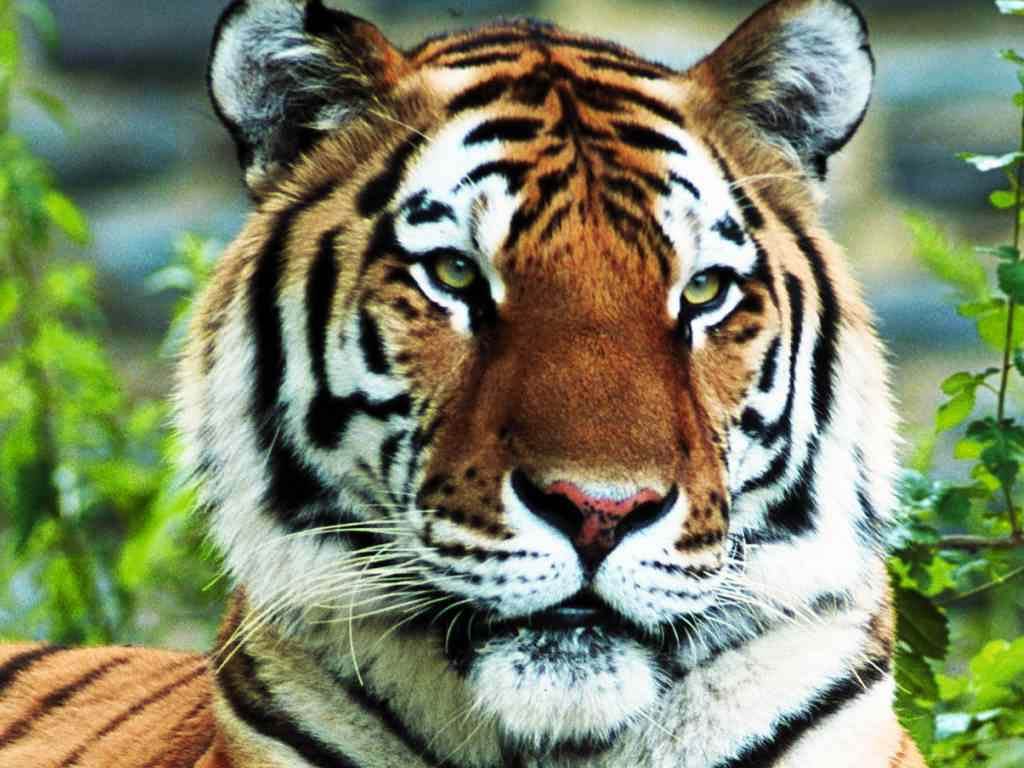 Tiger Wallpaper - Animals Town