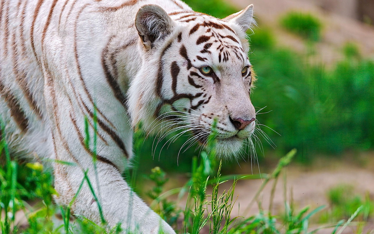 The auspicious White Tiger HD close-up wallpaper 11 － Animal ...