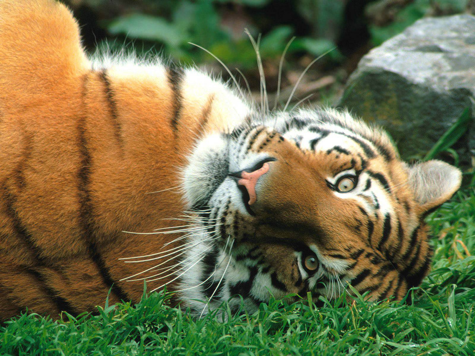 Tiger Wallpapers - Animals Town
