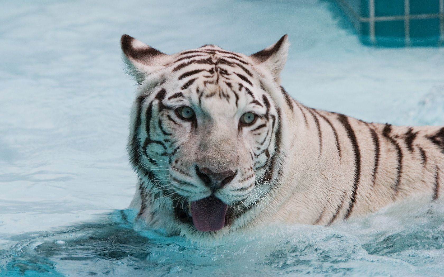 White Tiger Wallpaper 19201200 AF6 Pretty Wallpapers HD