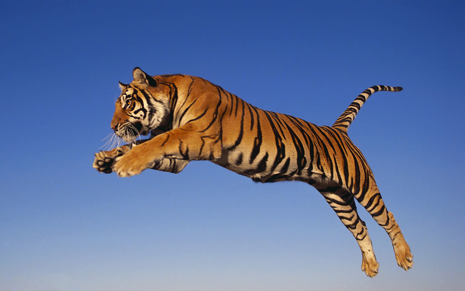 Tigers tigers running jumping in the wild wallpapers High quality ...