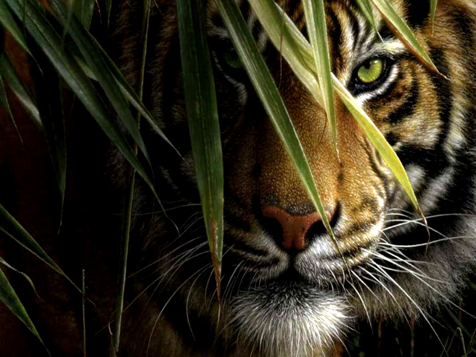 High Definition tiger wallpaper for free download