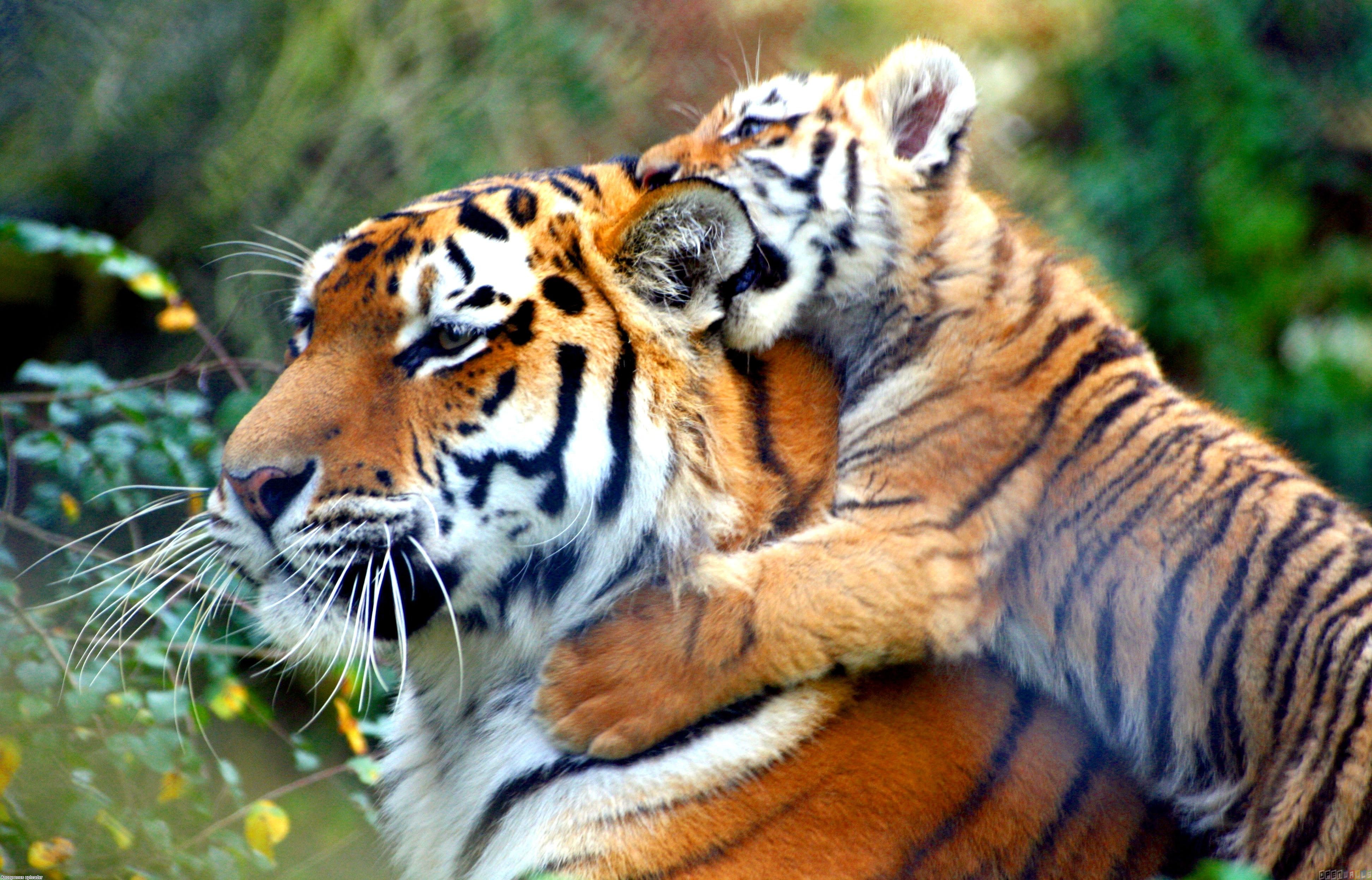 Tiger with her cub wallpaper #11659 - Open Walls