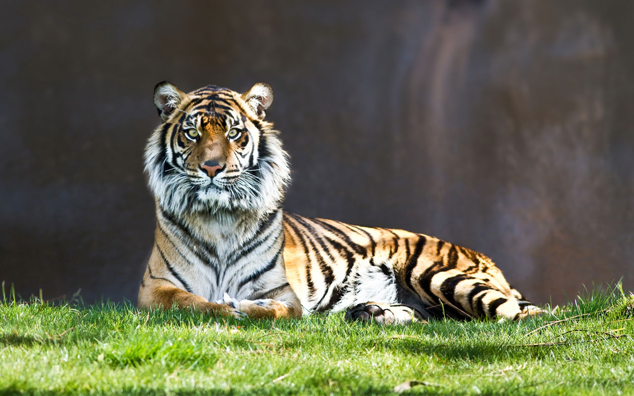 alert Tiger － Animal Wallpapers - Free download wallpapers ...