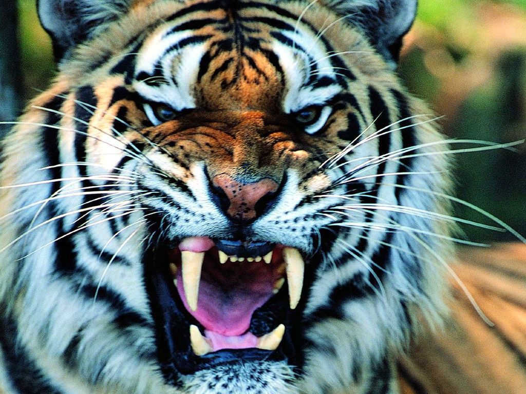 Tigers Latest Hd Wallpapers Free Download | New HD Wallpapers