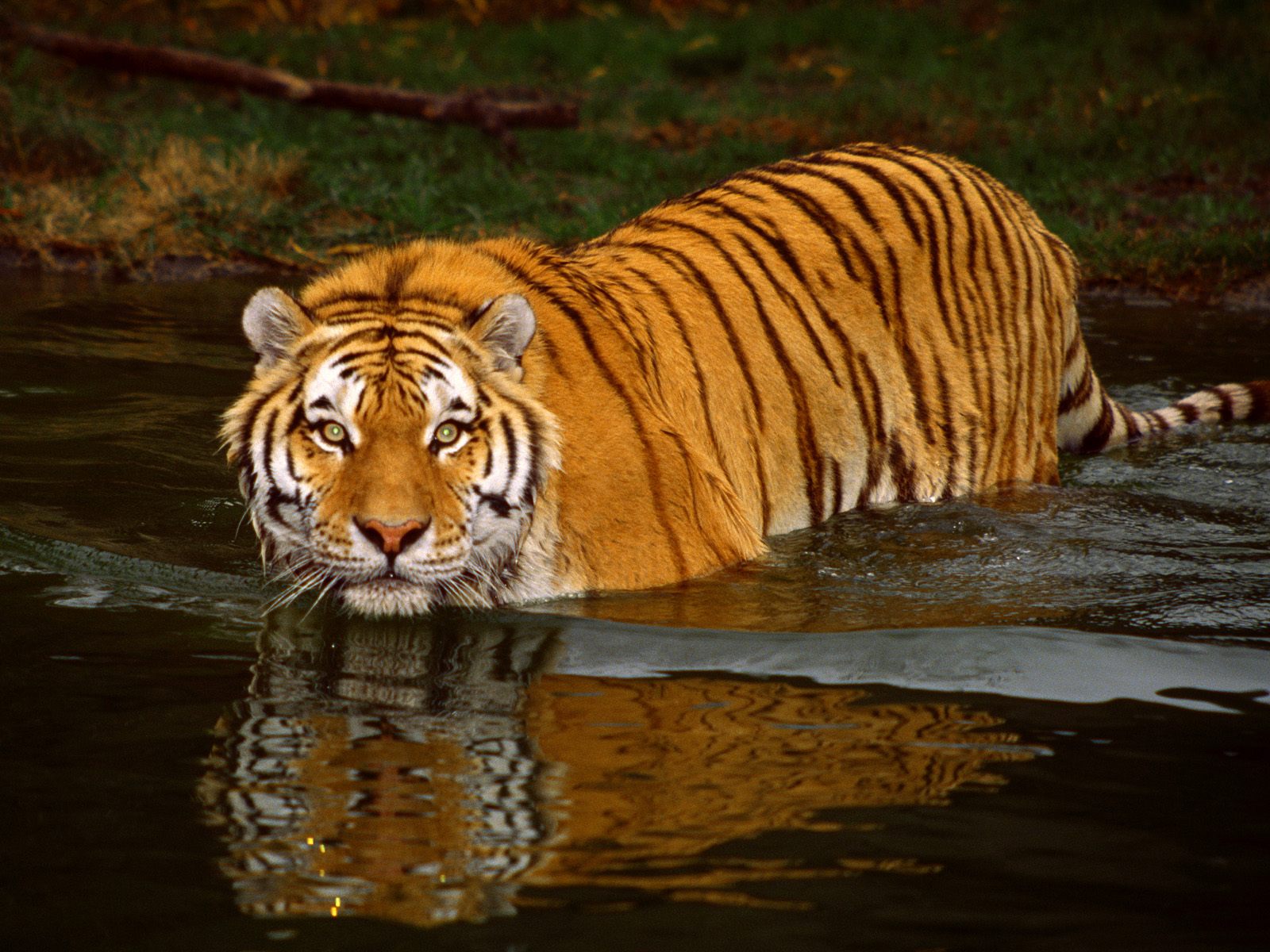 Image Of Tiger