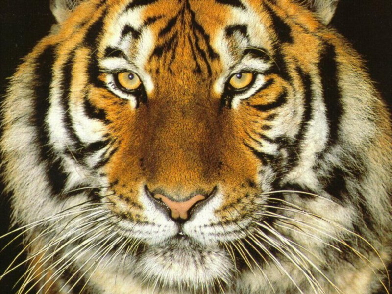 Wallpaper Of Tiger - Wallpaper HD Wide