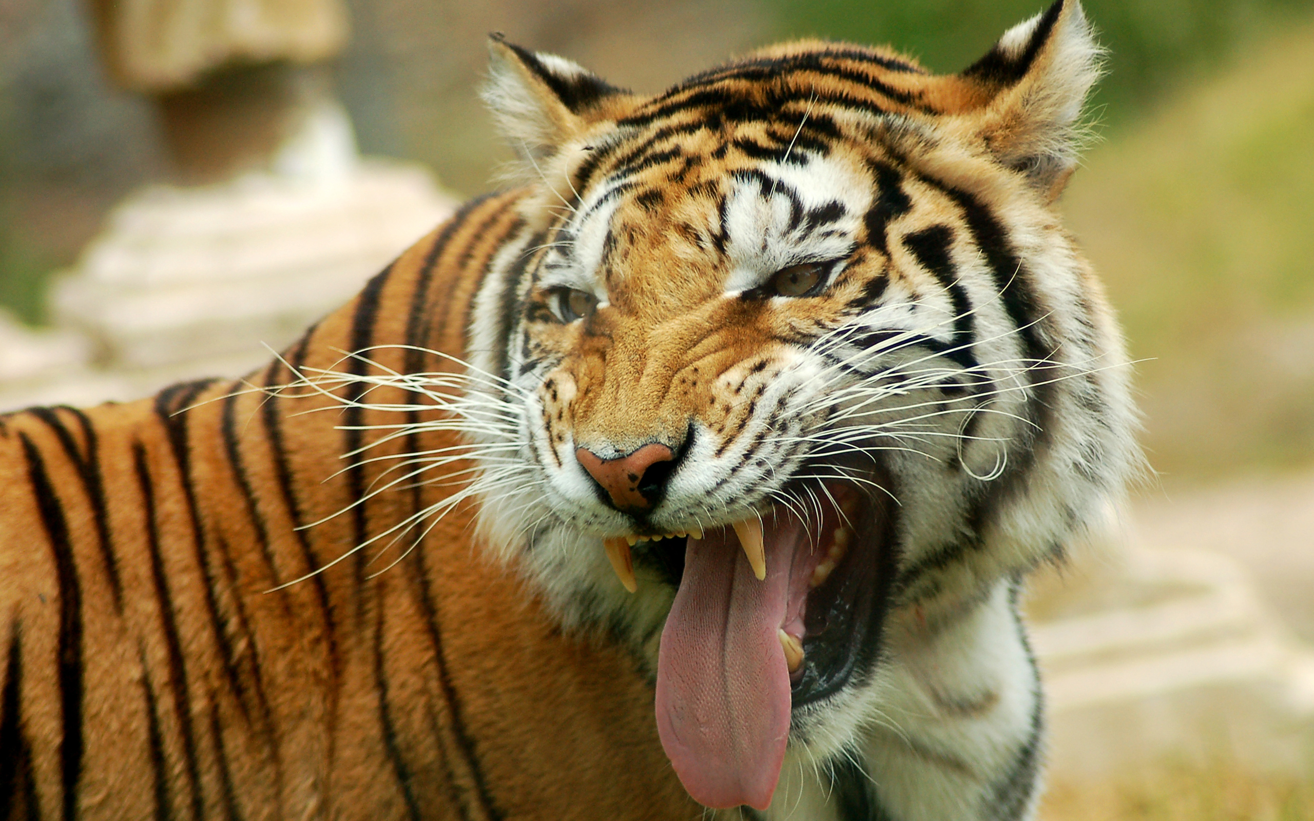 HD Tiger Wallpapers | Download Free - 905311