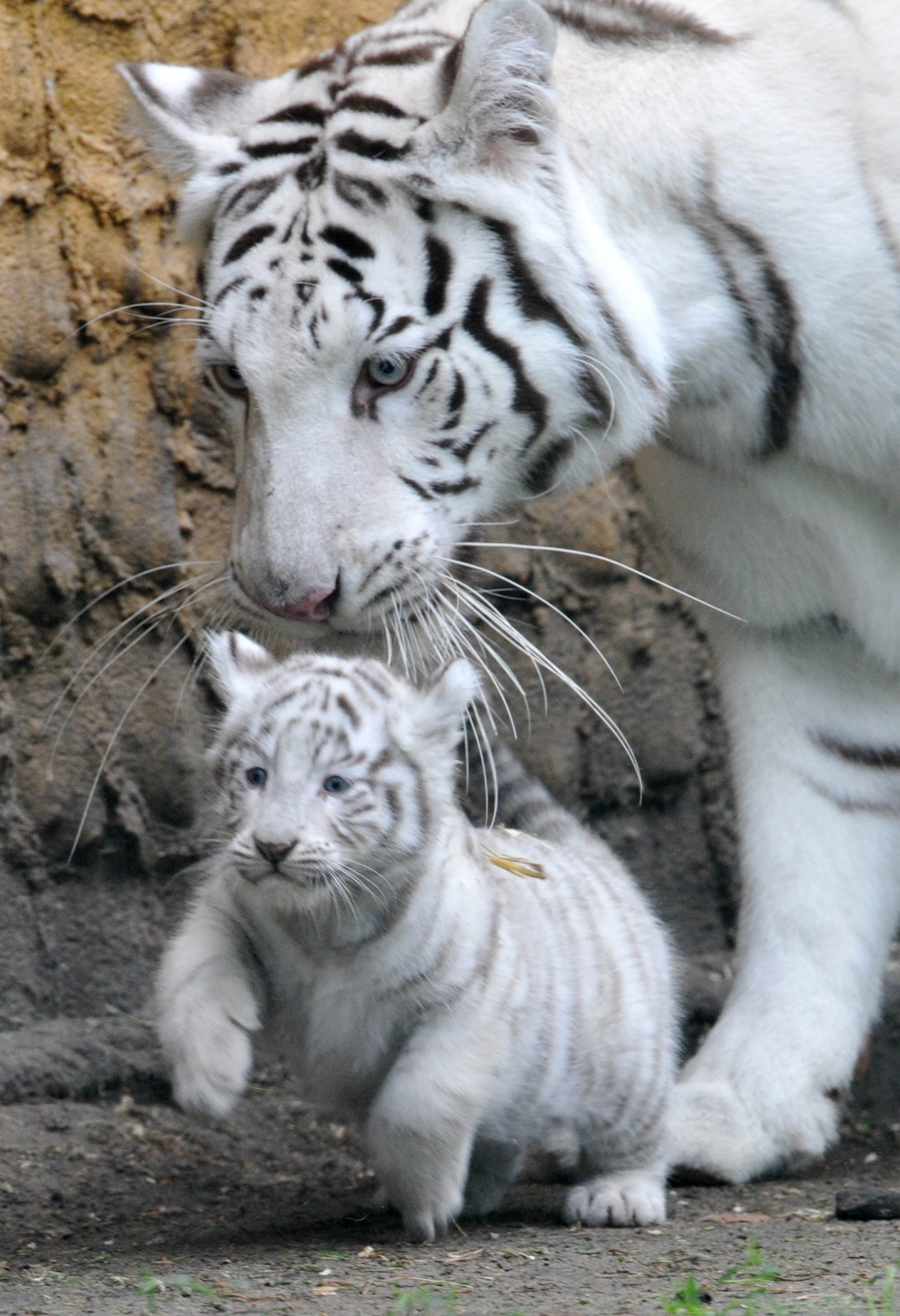 Cute White Tiger And Cubs Photo Picture HD Wallpaper Free Download ...