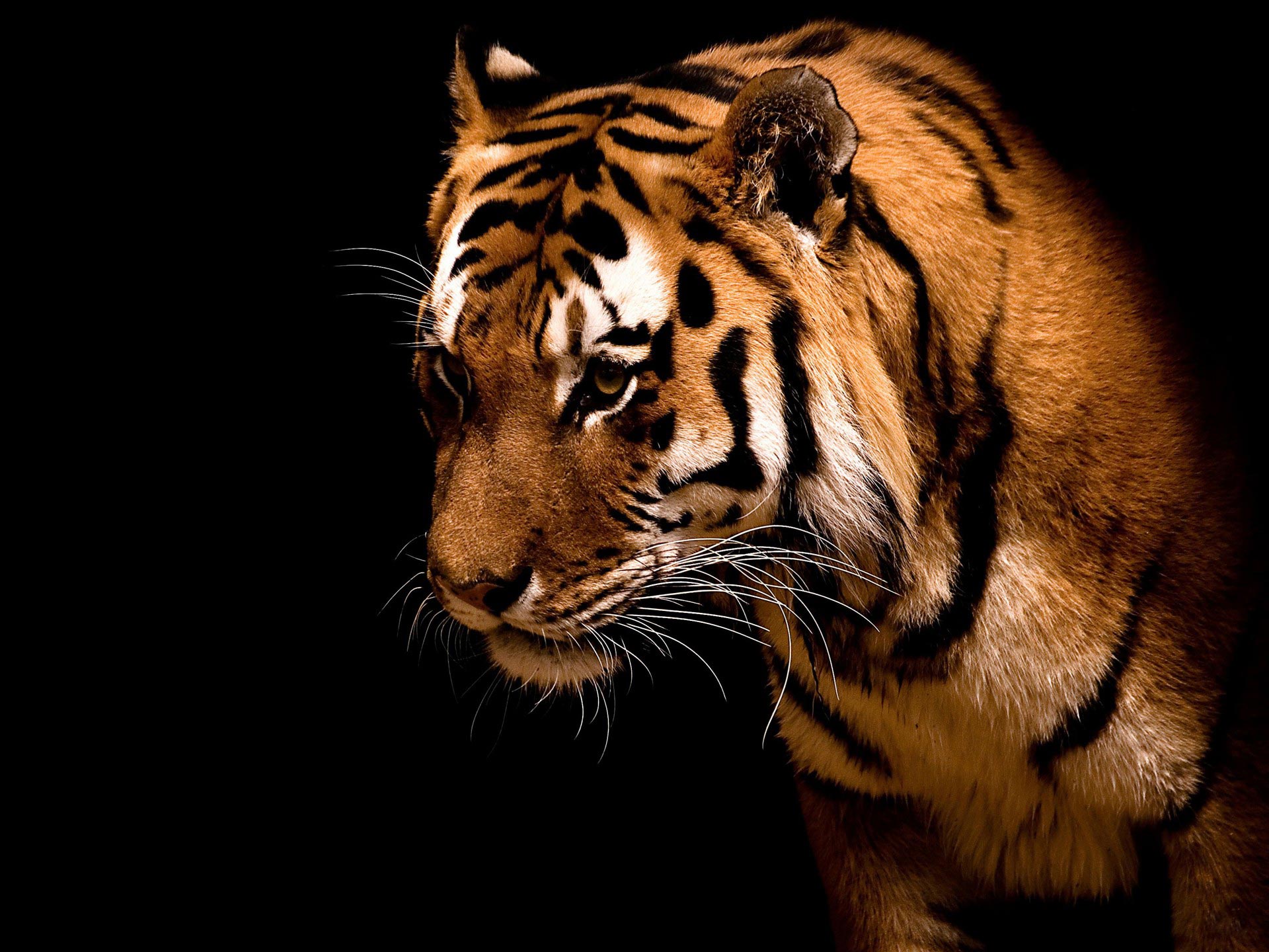 Tiger wallpapers hd free download