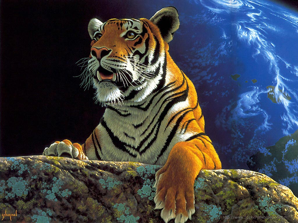 Amazing Funny Picture Best HD Tiger High Regulation Pictures