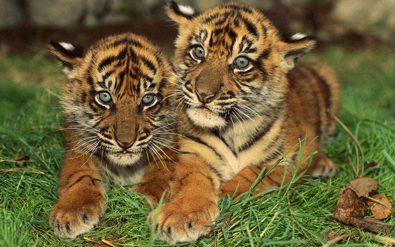 Tiger cubs Animal Wallpapers - Free download wallpapers,windows