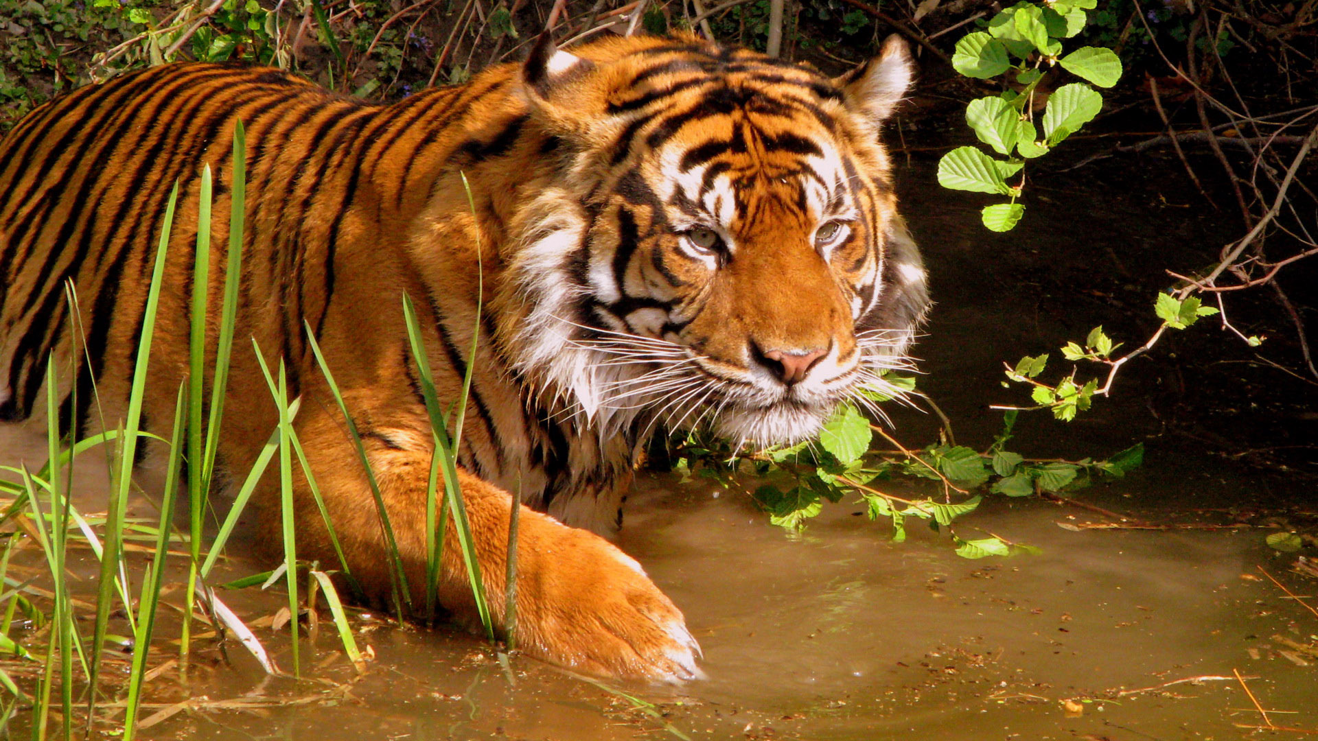 Hunting tiger wallpaper HD wallpaper, Background wallpaper