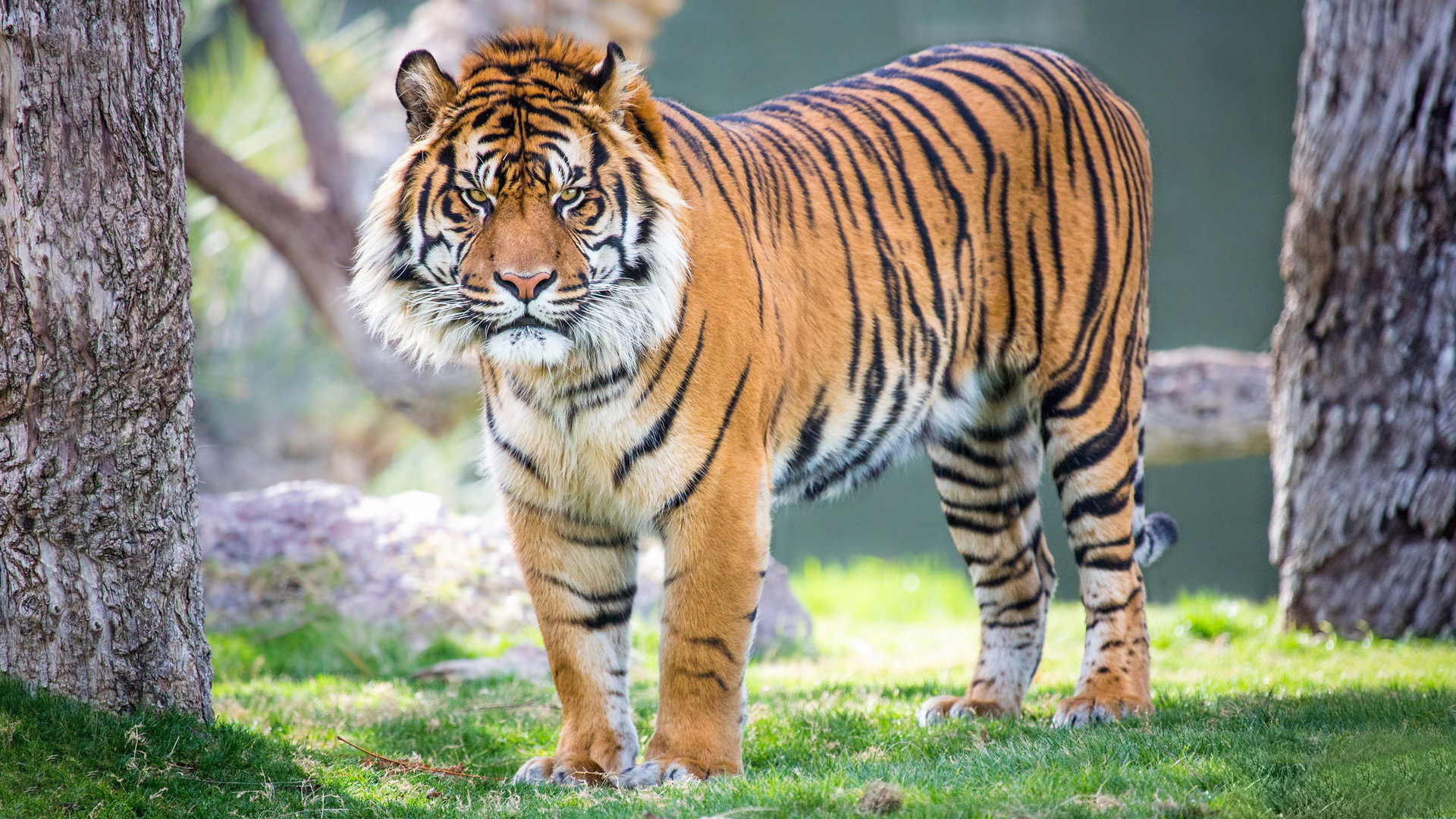 Tiger free download hd wallpapers Only hd wallpapers