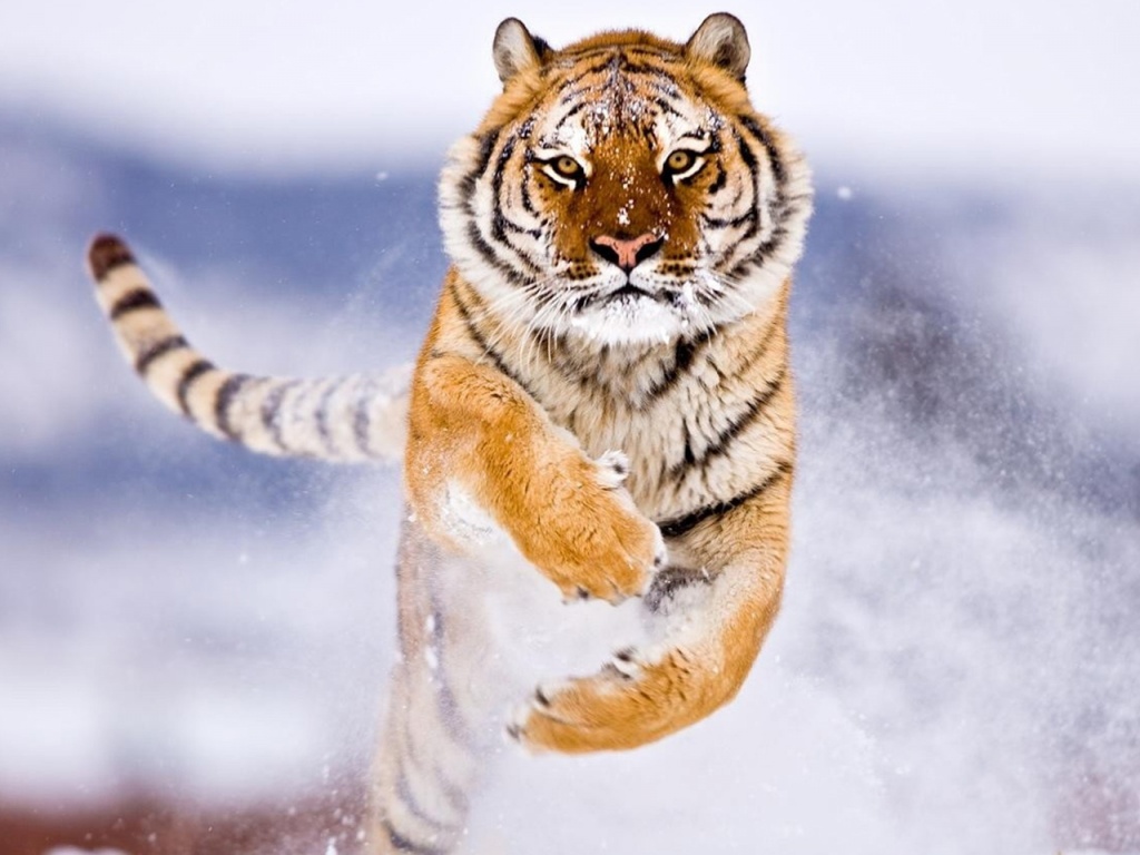 Amur Tiger in Snow Wallpapers HD Backgrounds