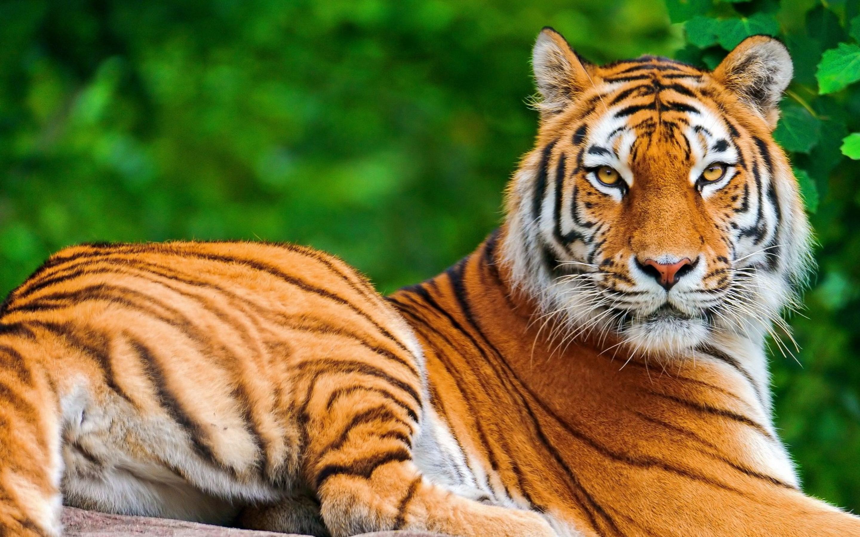 HD Tiger Wallpapers Download Free - 905311