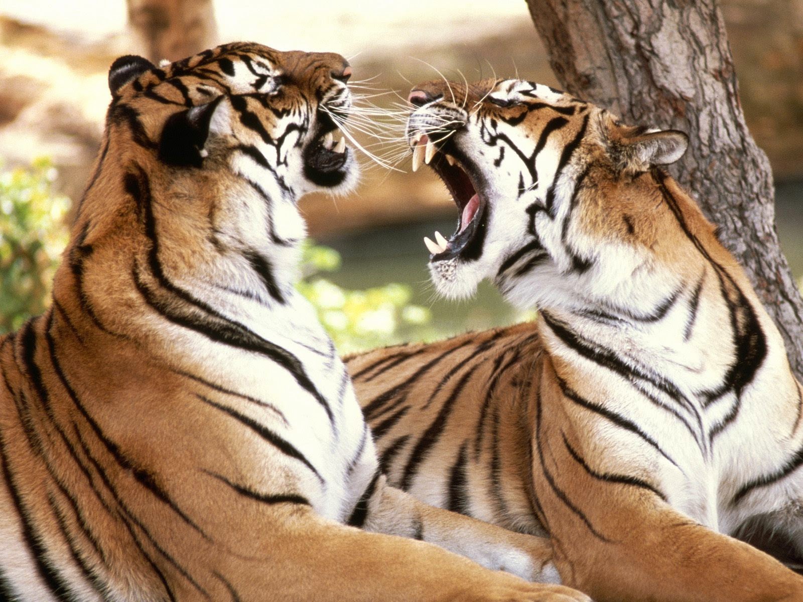 Tiger hd images download wallpaper