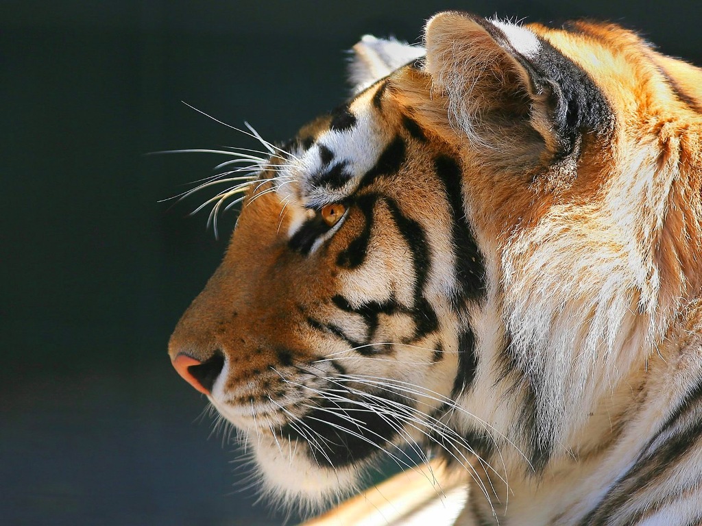 Tiger Images Free Download - All Wallpapers New