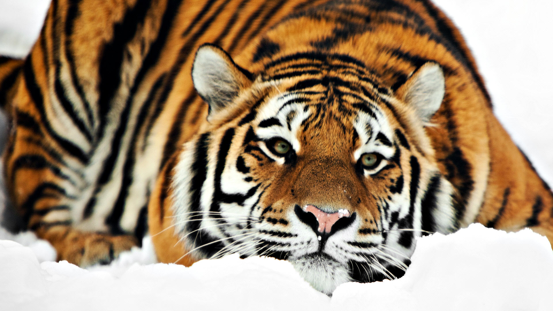 High Resolution Wild Animal Tiger Wallpaper HD 18 Full Size ...