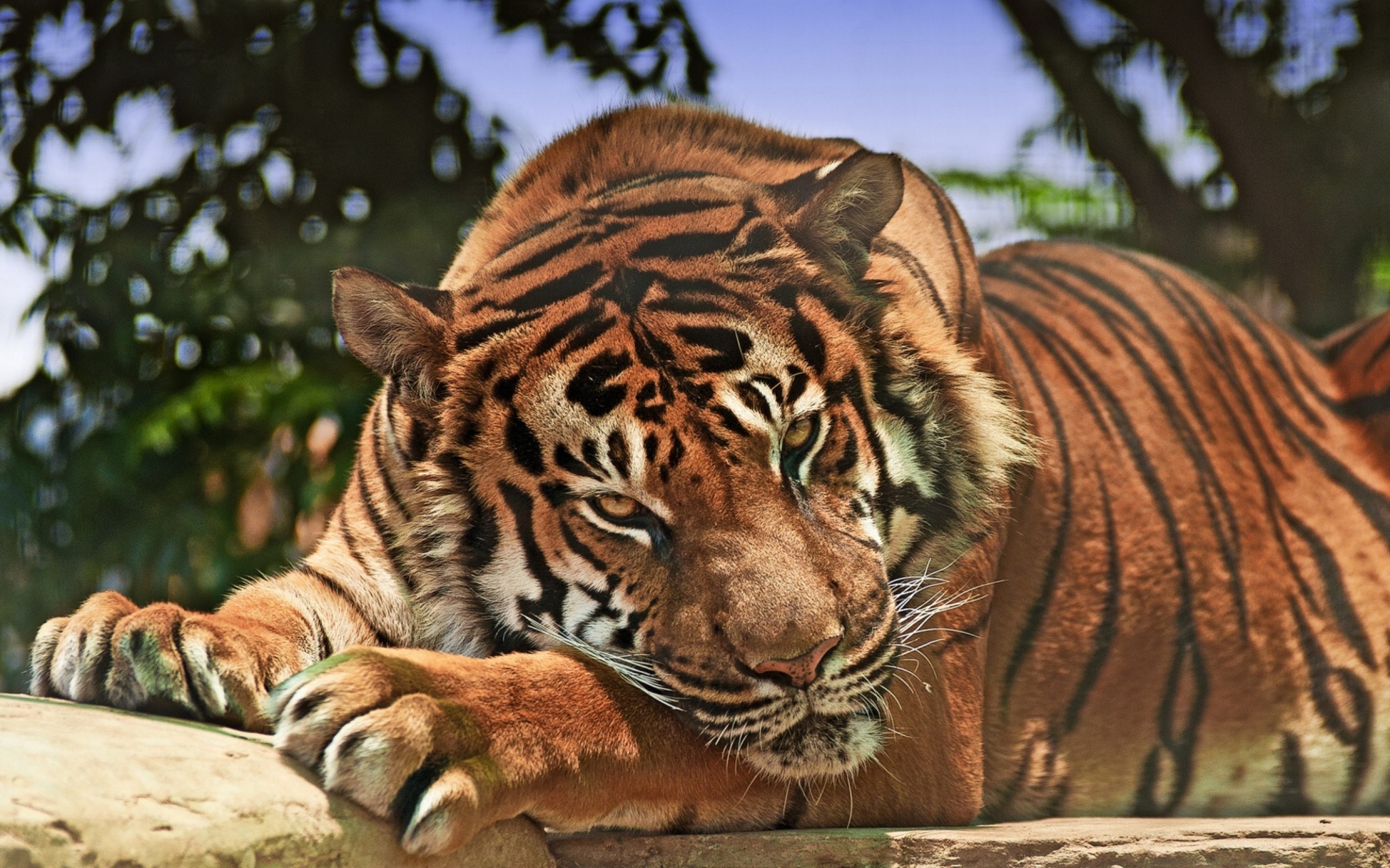 Angry Tiger Wallpaper HD Download For Desktop & Mobile