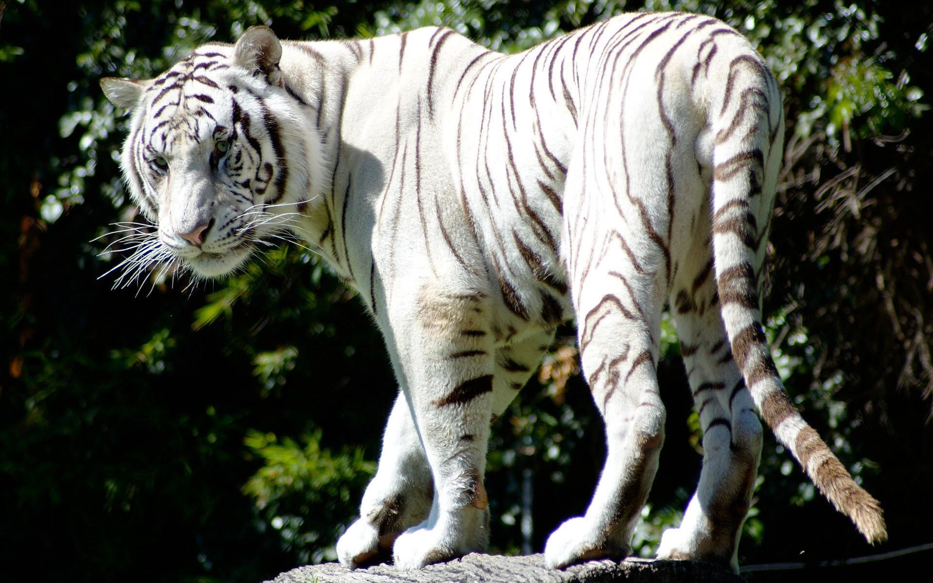 Rare White Tiger Wallpapers | HD Wallpapers