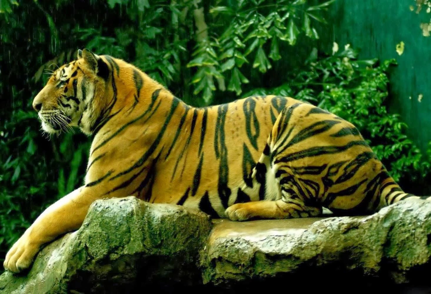 Desktop best tiger wallpapers hd download