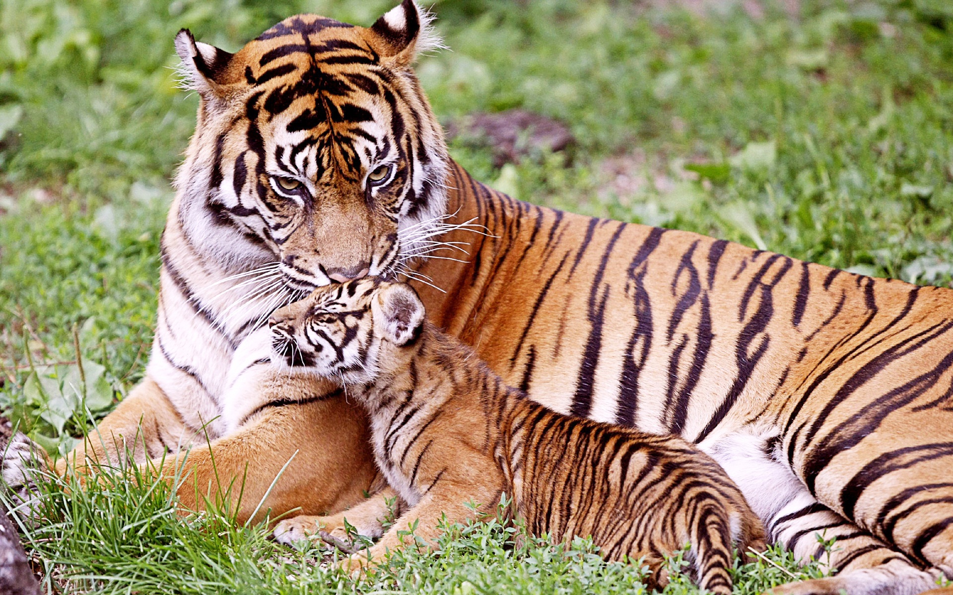 Tiger &Amp; Baby Tiger Wallpapers | HD Wallpapers | Cuzimage