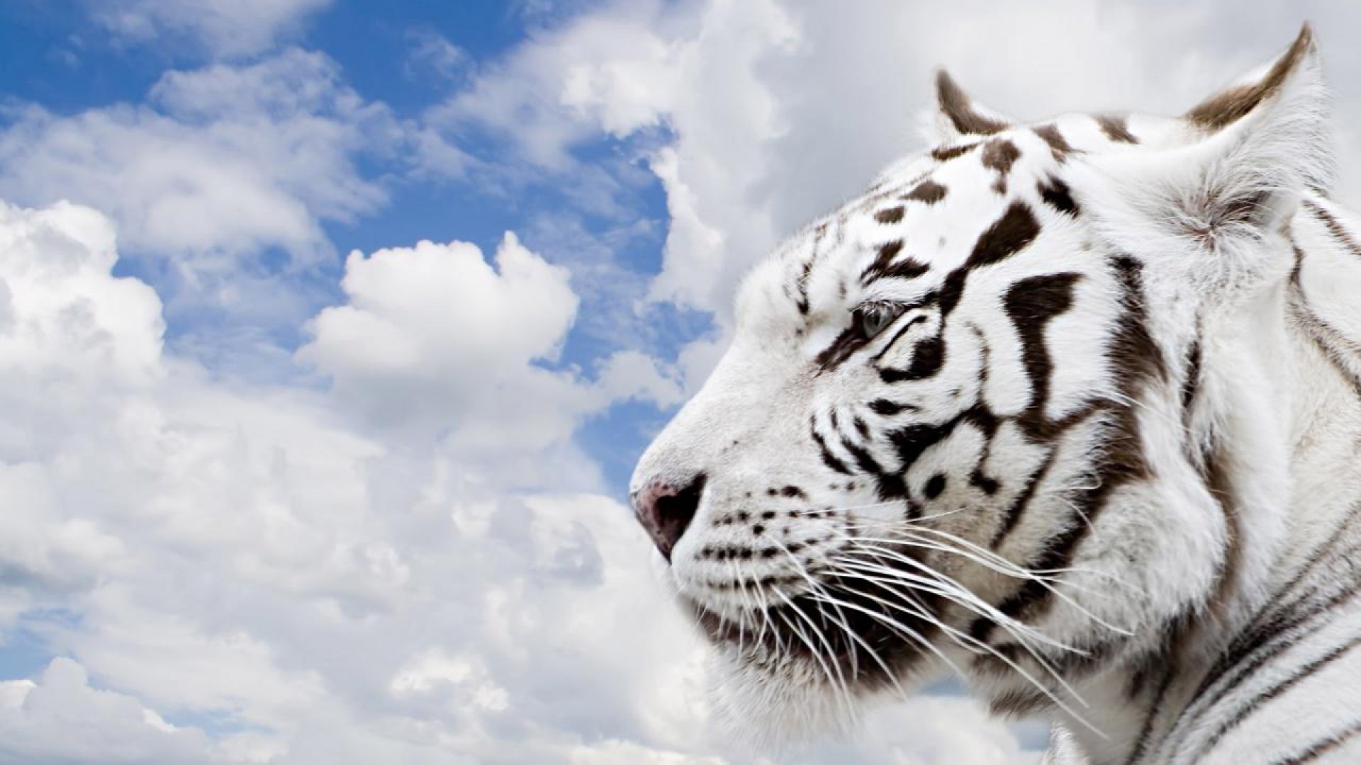 High Resolution White Tiger 1080p Wallpaper Full Size ...
