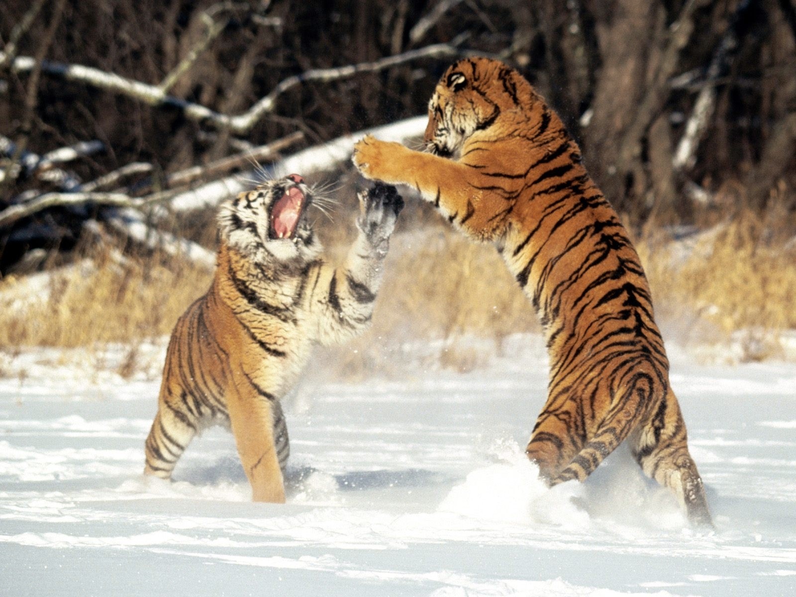 Tiger Wallpapers Free Download White Cute Cub Animal HD Desktop Images
