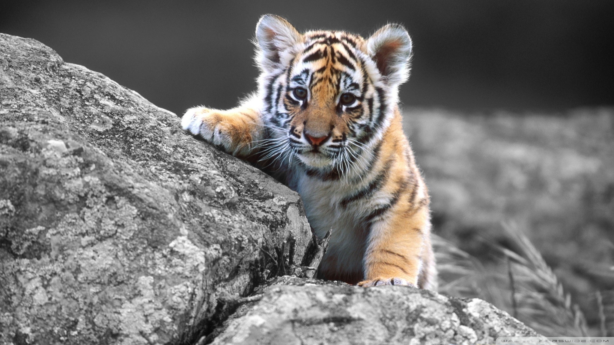 Cute Tiger Cub HD desktop wallpaper High Definition Fullscreen