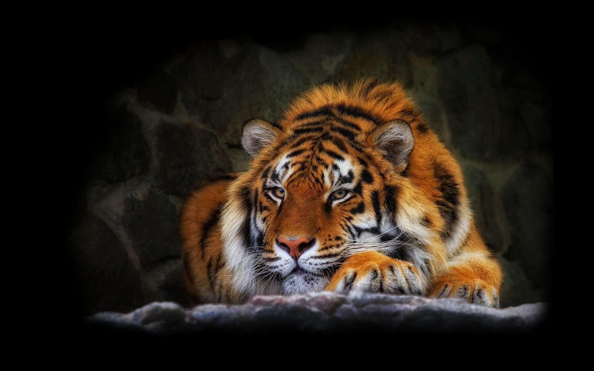 Tiger Wallpaper HD #7025908