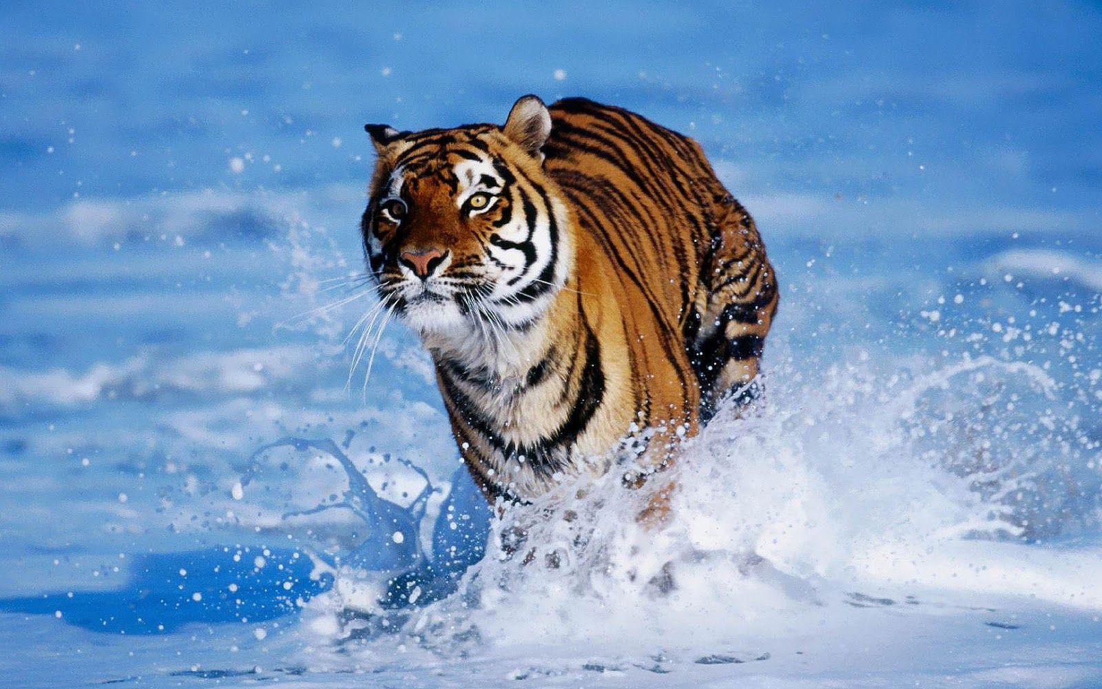 HD Tigers Wallpapers and Photos HD Animals Backgrounds