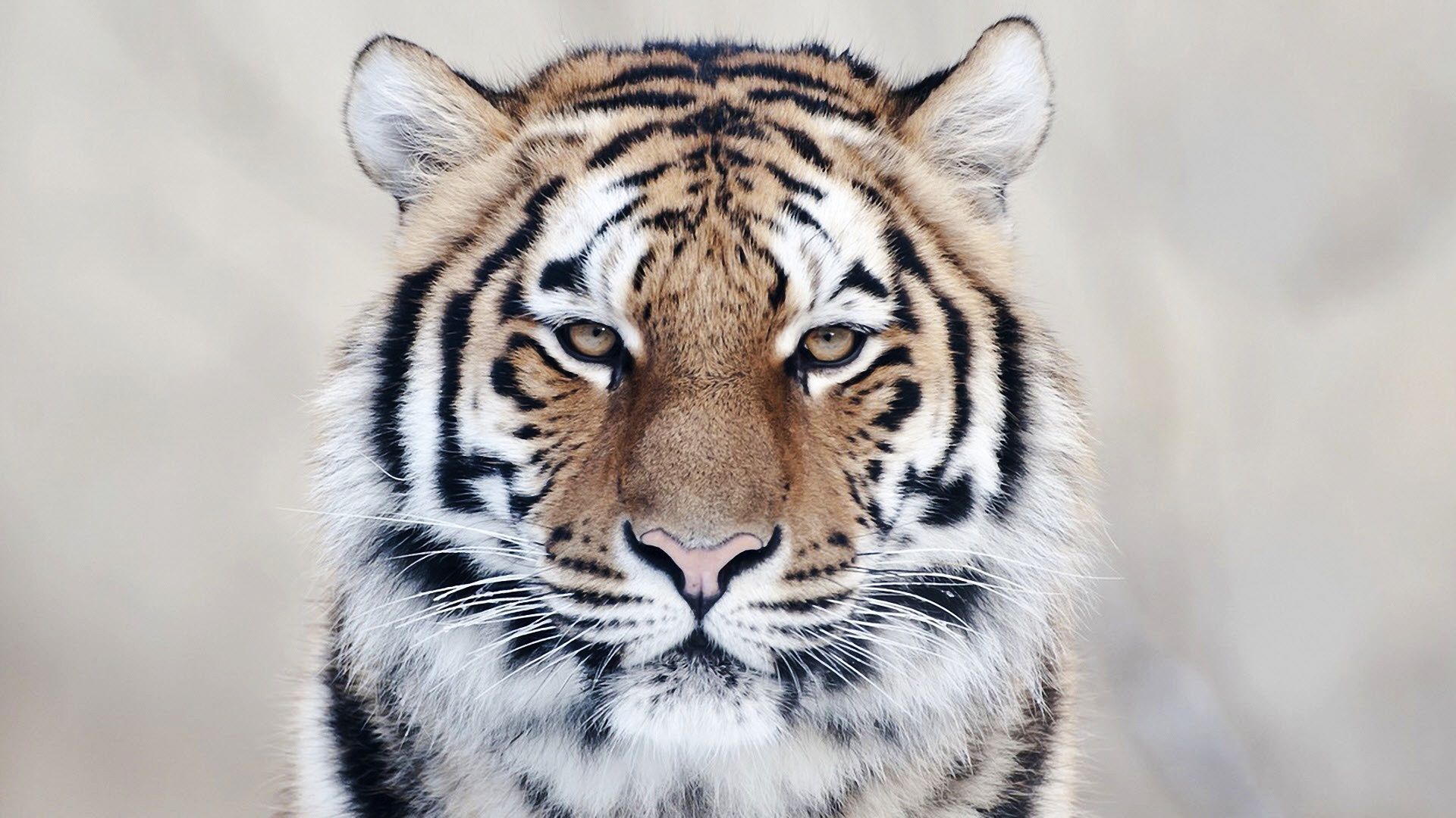 Tiger Close Up Wallpapers | HD Wallpapers