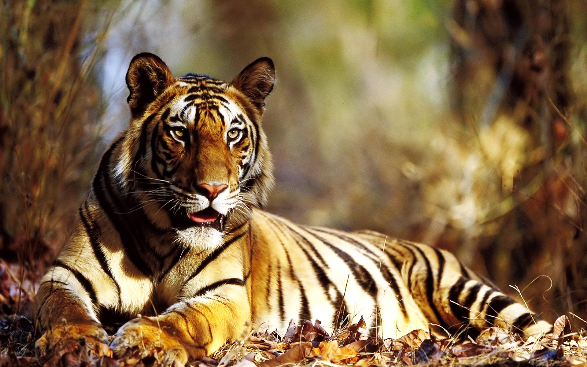 Tiger King wallpaper - Top Wallpapers HD